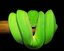 Morelia viridis