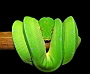 Morelia viridis