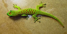 Phelsuma grandis