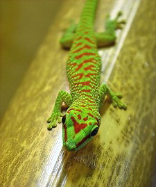 Phelsuma grandis High red