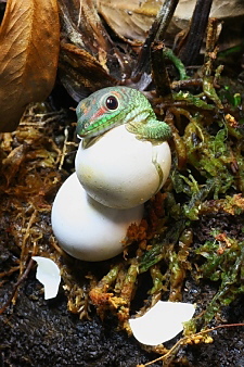 Phelsuma grandis