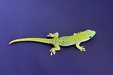 Phelsuma grandis