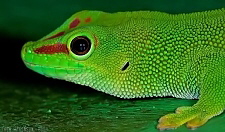 Phelsuma grandis
