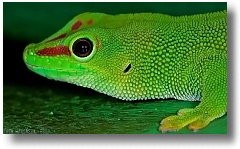 Phelsuma grandis