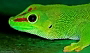Phelsuma grandis