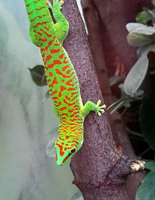 Phelsuma grandis
