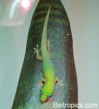 Phelsuma laticauda Jungtier