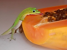 Phelsuma laticauda