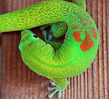Phelsuma laticauda