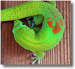 Phelsuma laticauda
