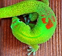Phelsuma laticauda