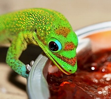 Phelsuma laticauda