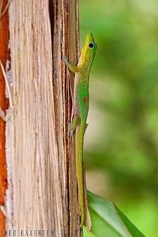 Phelsuma laticauda im nat�rlichen Habitat