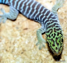 Jungtier von Phelsuma standingi