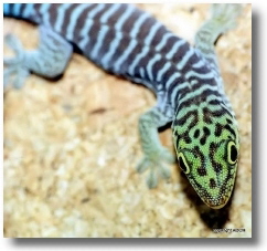 Phelsuma standingi