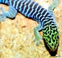 Phelsuma standingi 