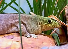 Phelsuma standingi