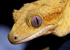 Rhacodactylus ciliatus