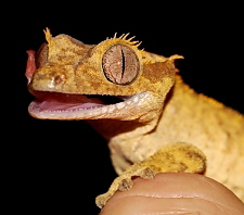 Rhacodactylus ciliatus