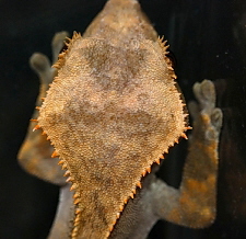 Rhacodactylus ciliatus