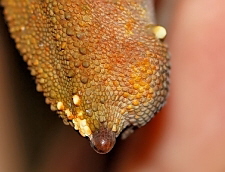 Rhacodactylus ciliatus
