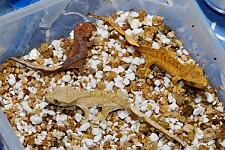 Rhacodactylus ciliatus