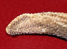 Rhacodactylus ciliatus