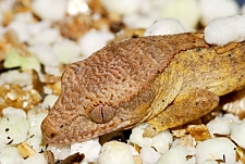 Rhacodactylus ciliatus
