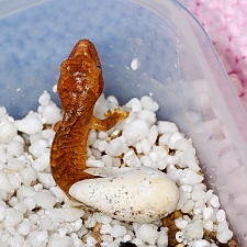 Rhacodactylus ciliatus