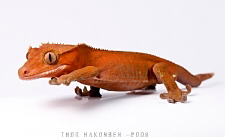 Rhacodactylus ciliatus