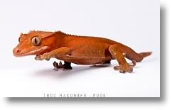 Rhacodactylus ciliatus