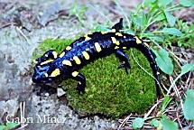 Salamandra salamandra almanzoris 