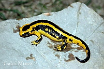 Salamandra salamandra bernardezi 