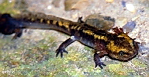 Salamandra salamandra fastuosa 