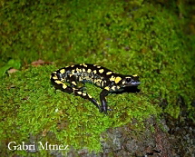 Salamandra salamandra longirostris 