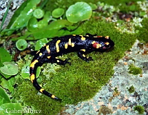 Salamandra salamandra morenica 