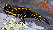 Salamandra salamandra terrestris 