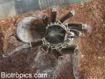 Theraphosa blondi