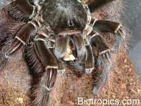Theraphosa blondi