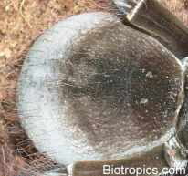 Theraphosa blondi - Abdomen