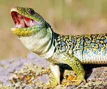 Timon lepidus