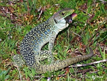 Timon lepidus