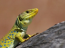 Timon lepidus