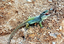 Timon lepidus nevadensis