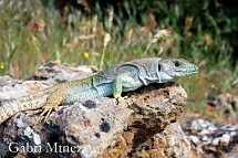 Timon lepidus nevadensis