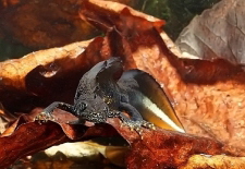Triturus cristatus M�nnchen
