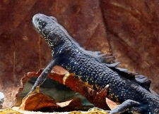Triturus cristatus