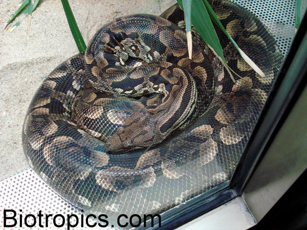 Acrantophis dumerili