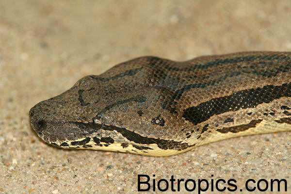 Acrantophis dumerili
