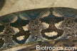 Acrantophis dumerili